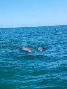 Dolphin tours and charters clearwater beach