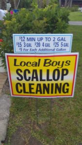 Homosassa scallop charter cleaning