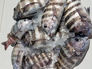 Sheepshead caught deep sea fishing trip out of clearwater beach florida