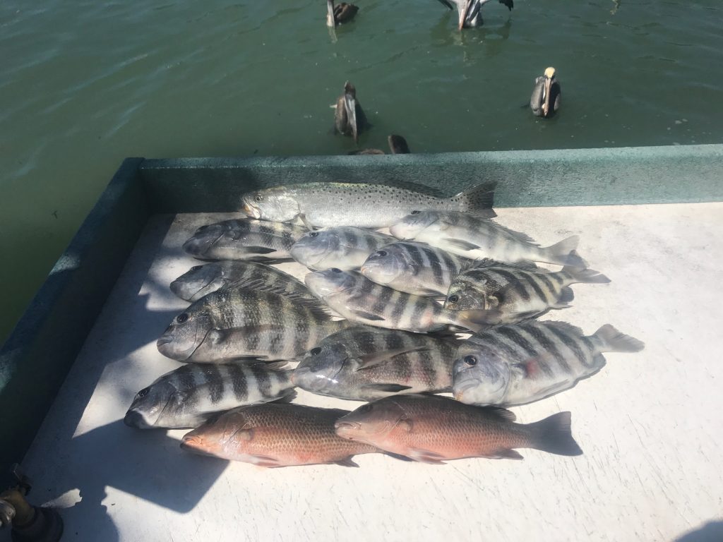 Mangrove Snapper Fishing Clearwater