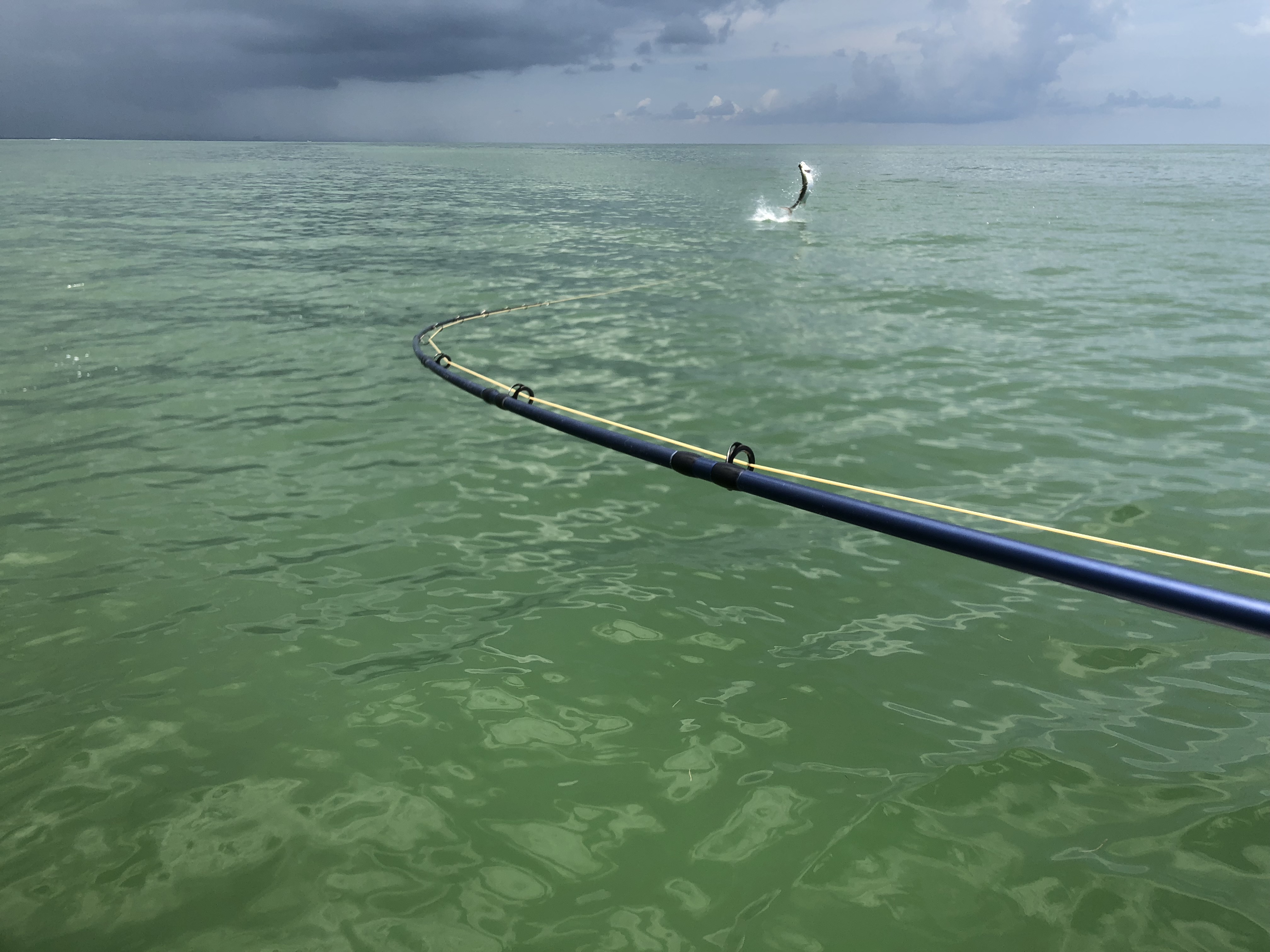 Fly Fishing Tarpon Clearwater beach Capt. Ethan